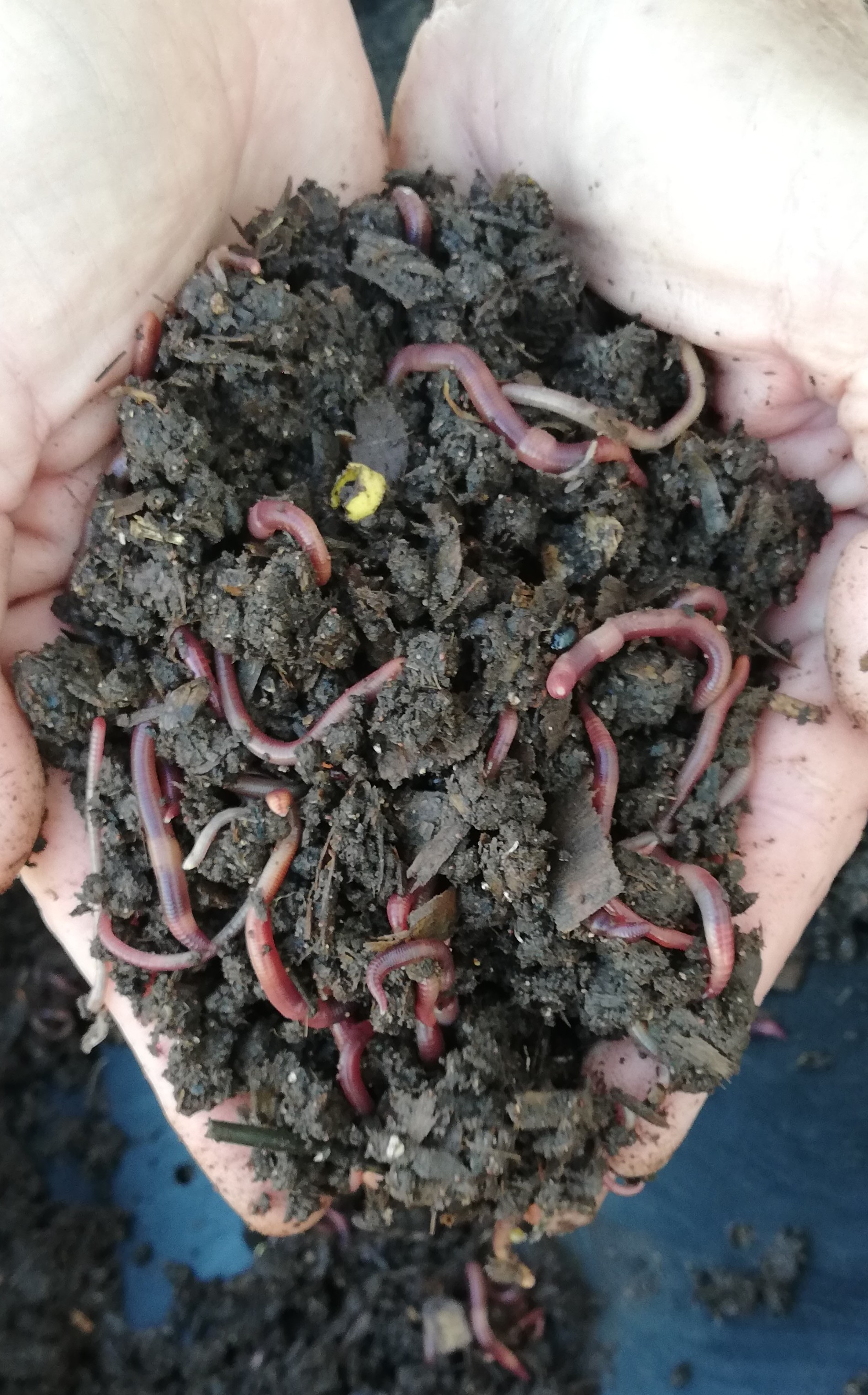5000-kariba-earthworms